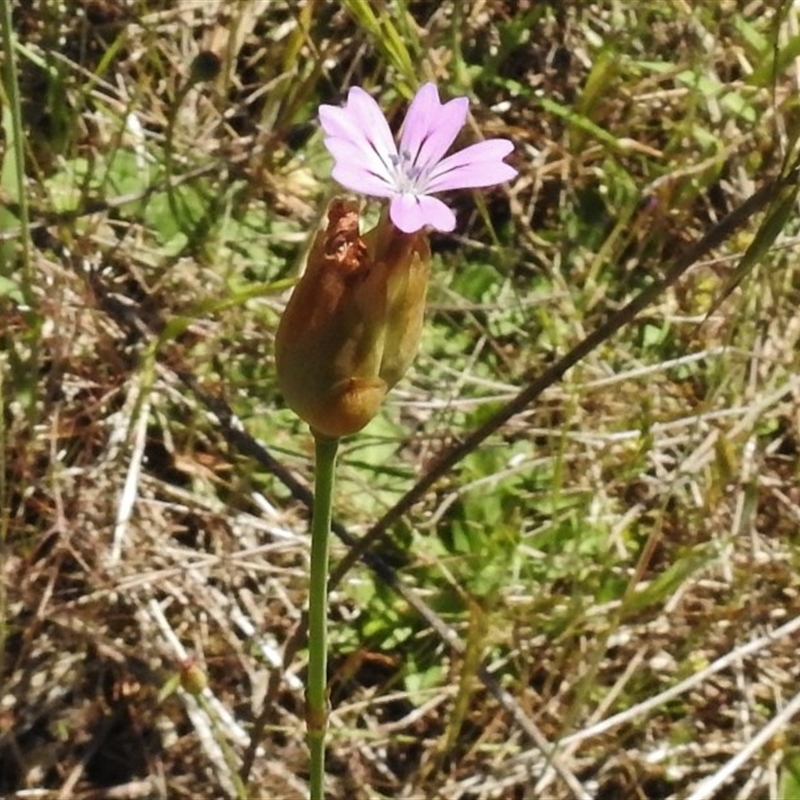 Petrorhagia nanteuilii