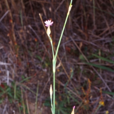 Petrorhagia nanteuilii