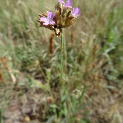 Petrorhagia nanteuilii