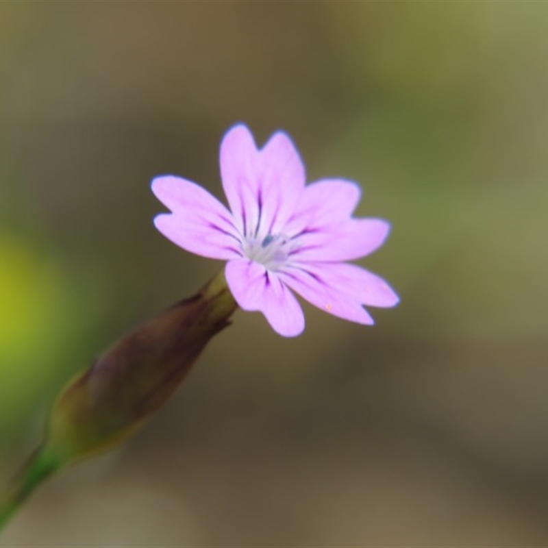 Petrorhagia sp.