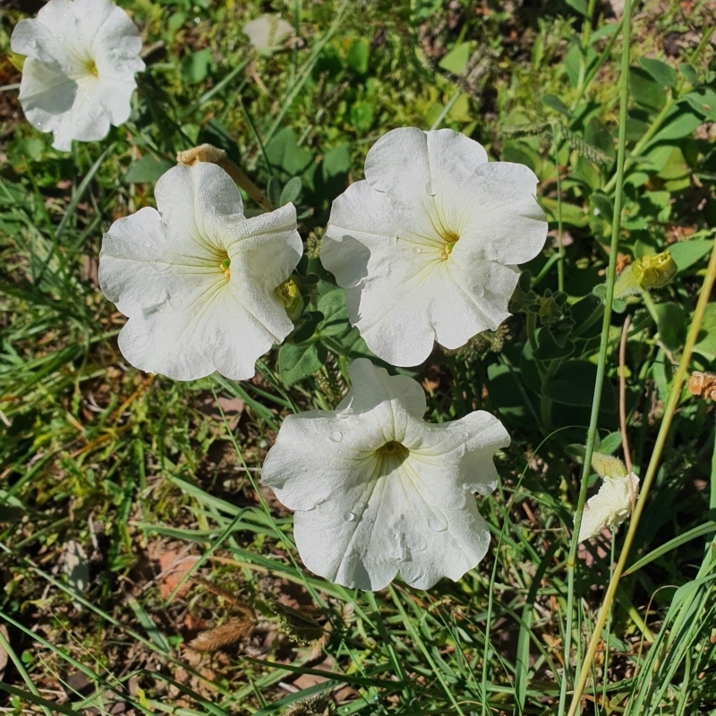 Petunia sp.