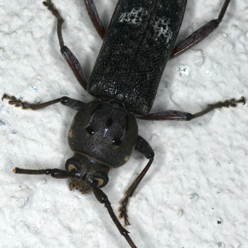 Phacodes obscurus