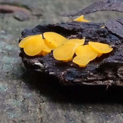 Phaeohelotium (Discinella terrestris aggregate)