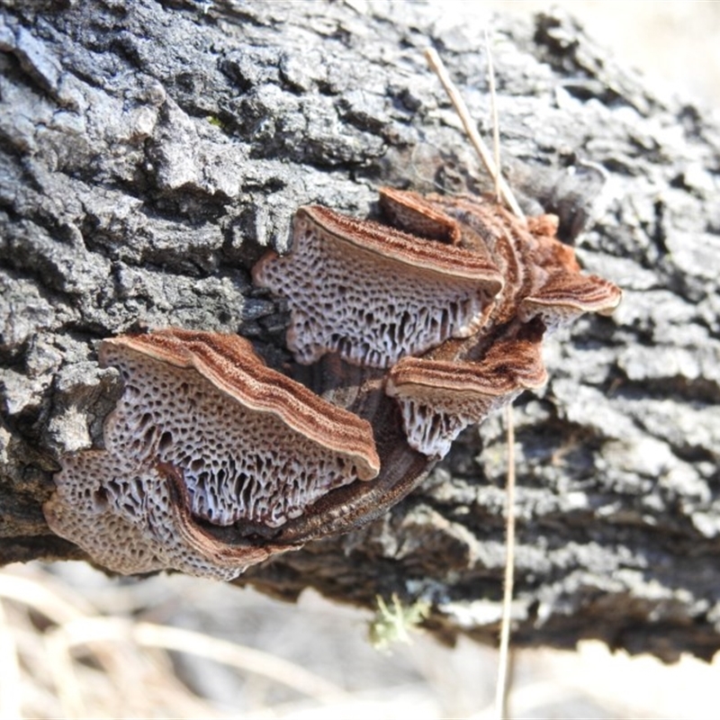 Phaeotrametes decipiens