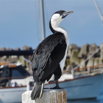 Phalacrocorax fuscescens