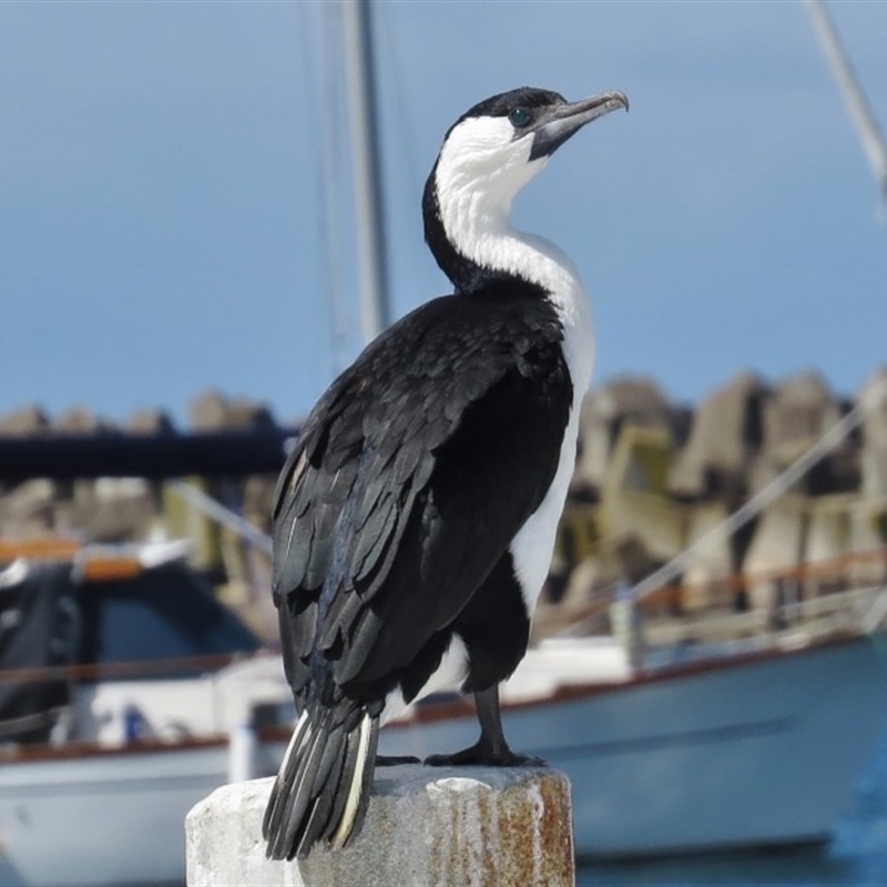 Phalacrocorax fuscescens