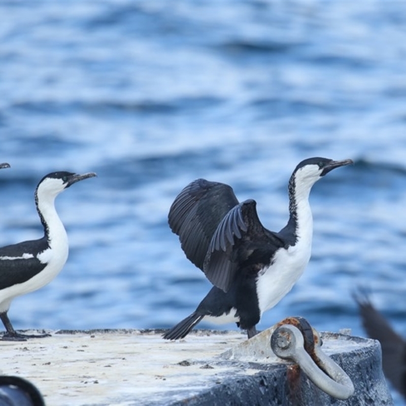 Phalacrocorax fuscescens