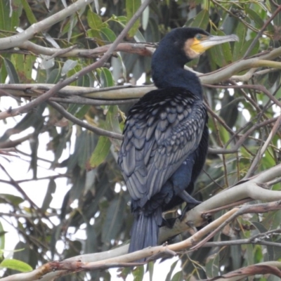 Phalacrocorax carbo