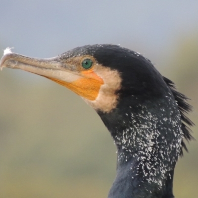 Phalacrocorax carbo