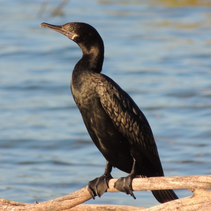 Phalacrocorax sulcirostris