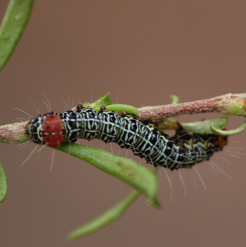 Phalaenoides glycinae