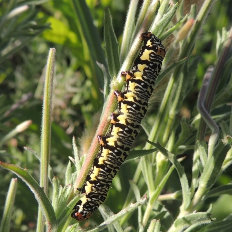 Phalaenoides tristifica