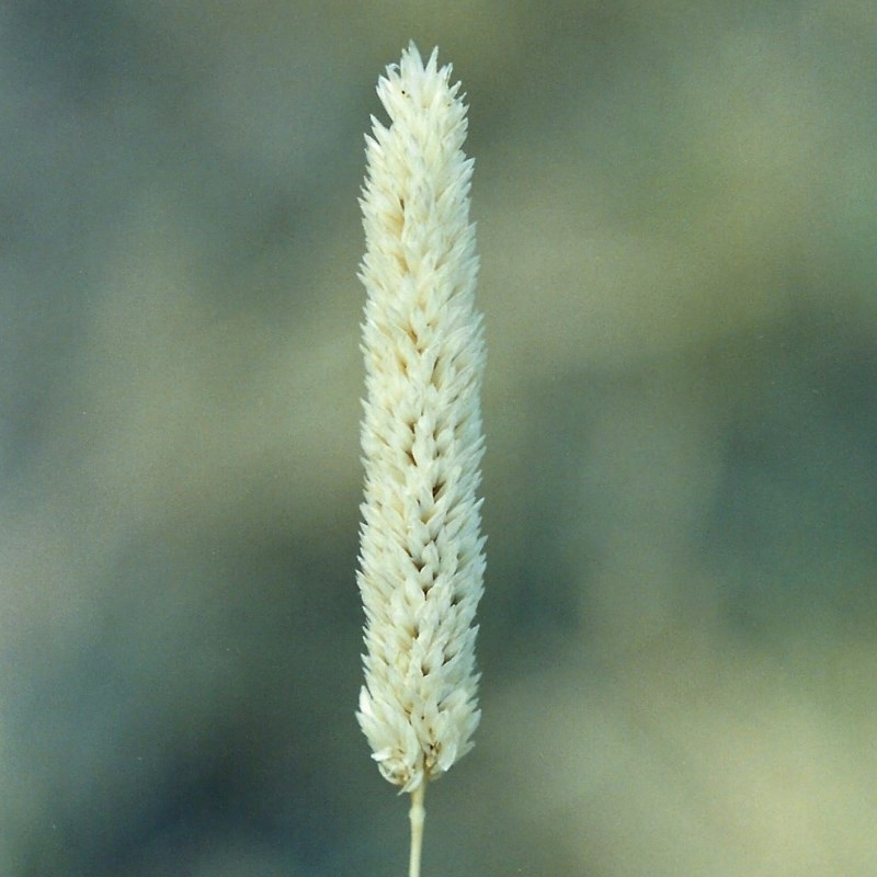 Phalaris aquatica