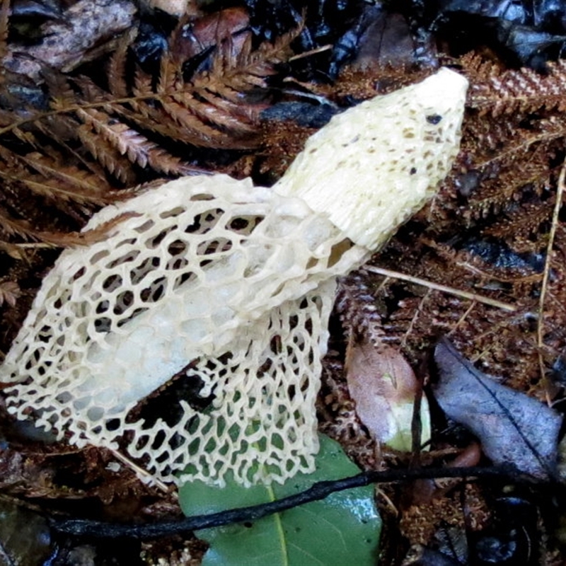 Phallus indusiatus