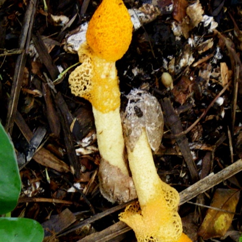 Phallus indusiatus