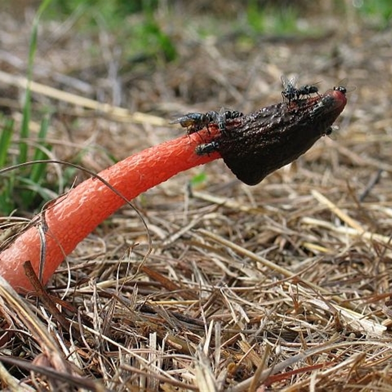 Phallus rubicundus