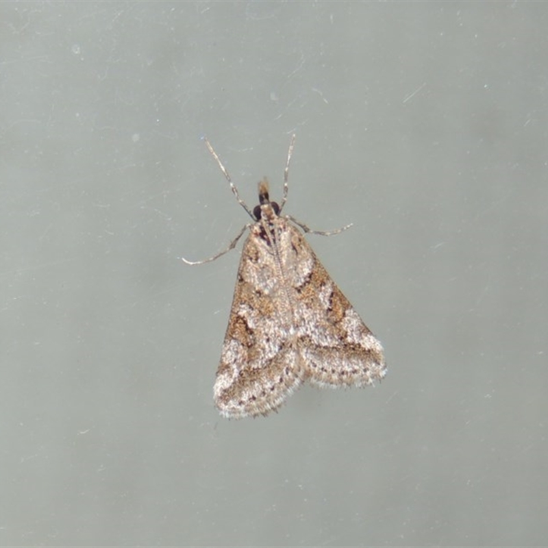 Phanomorpha dapsilis