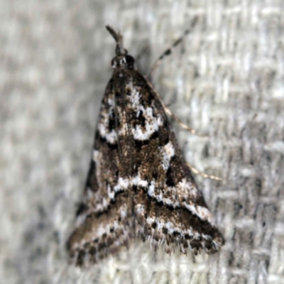 Phanomorpha dapsilis