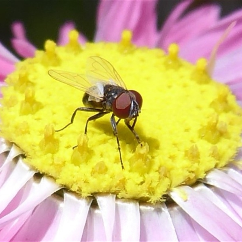 Phasia sp. (genus)