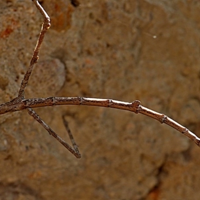 PHASMATODEA