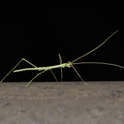 Phasmatodea (order)