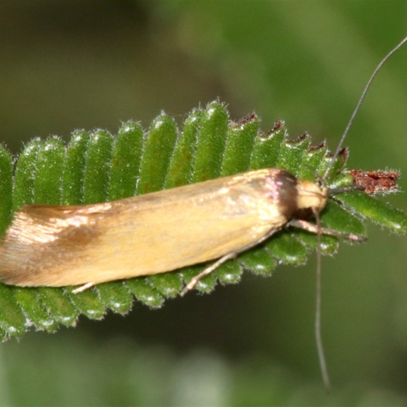 Phauloplana illuta