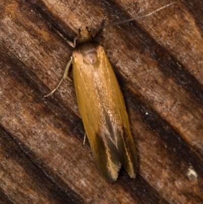 Phauloplana illuta