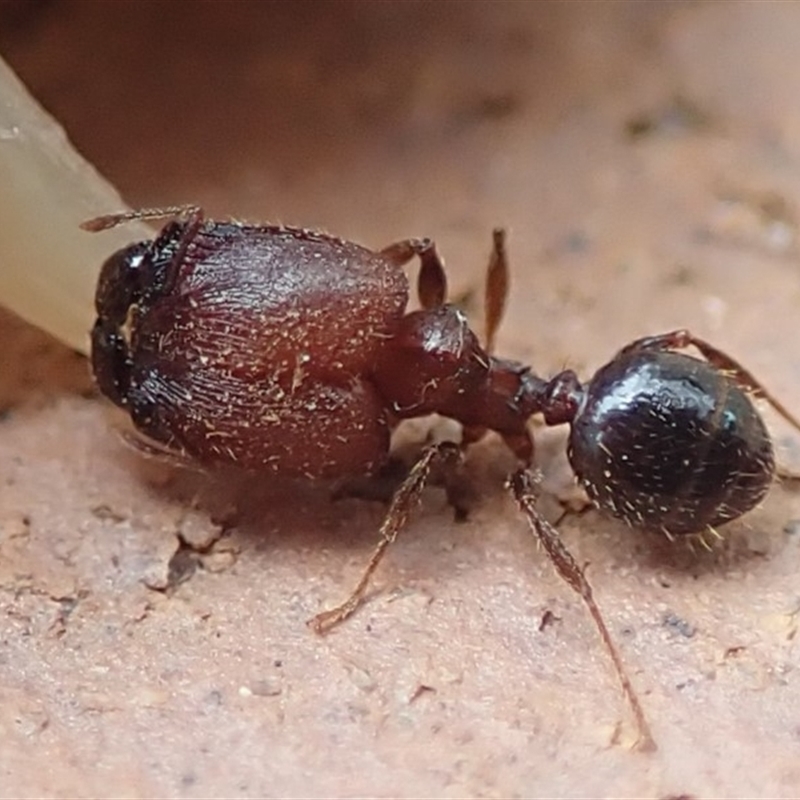 Pheidole sp. (genus)