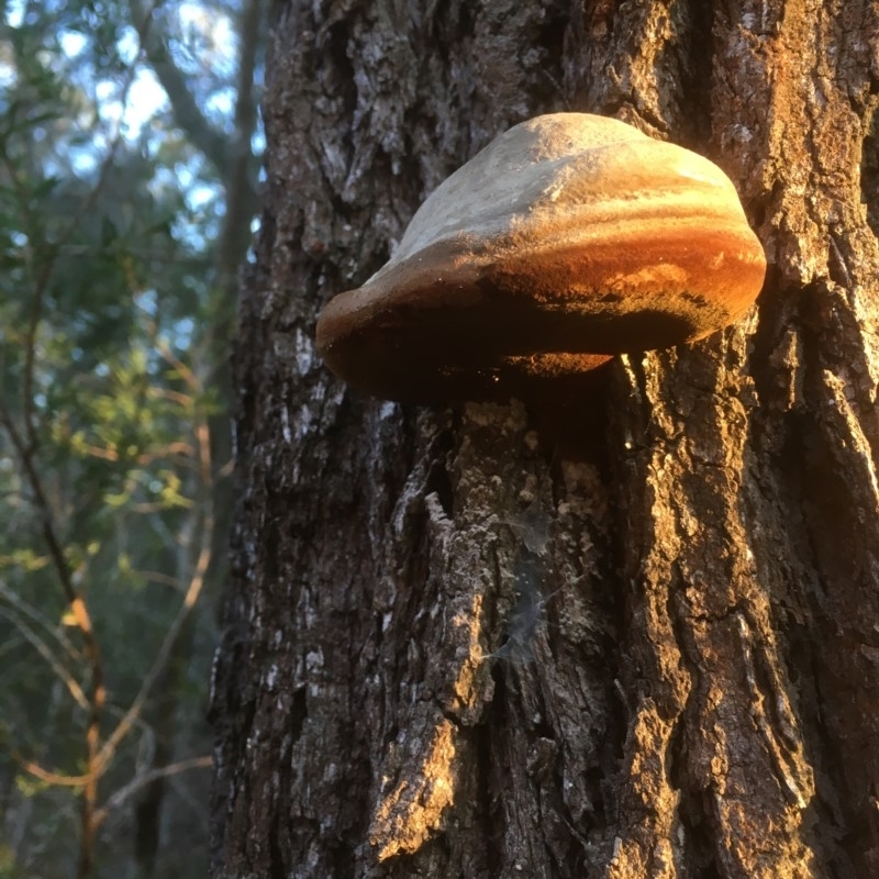 Phellinus sp.