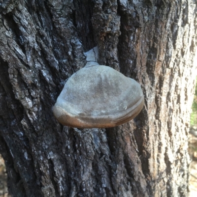 Phellinus sp.