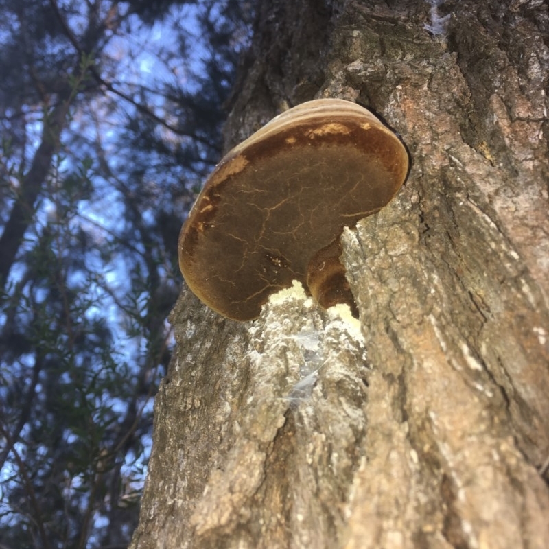 Phellinus sp.