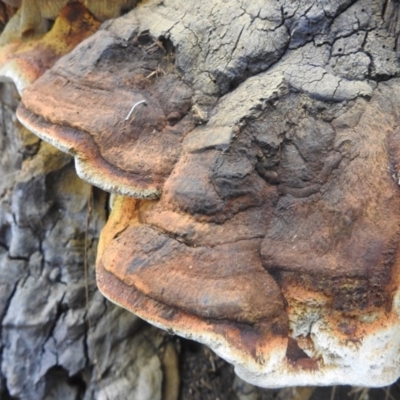 Phellinus sp. (non-resupinate)