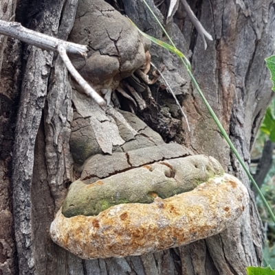 Phellinus sp. (non-resupinate)