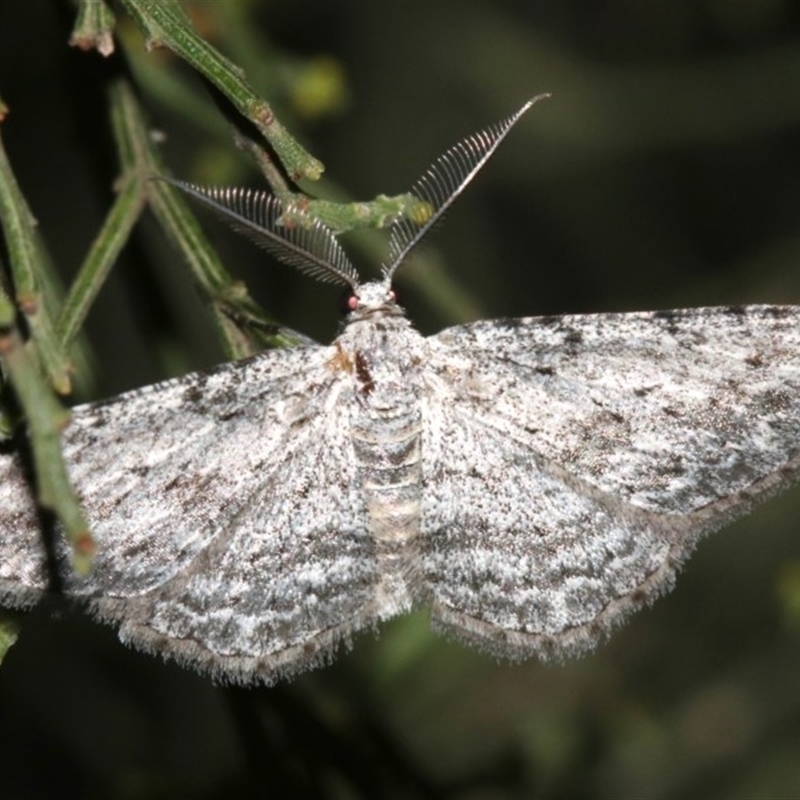 Phelotis cognata