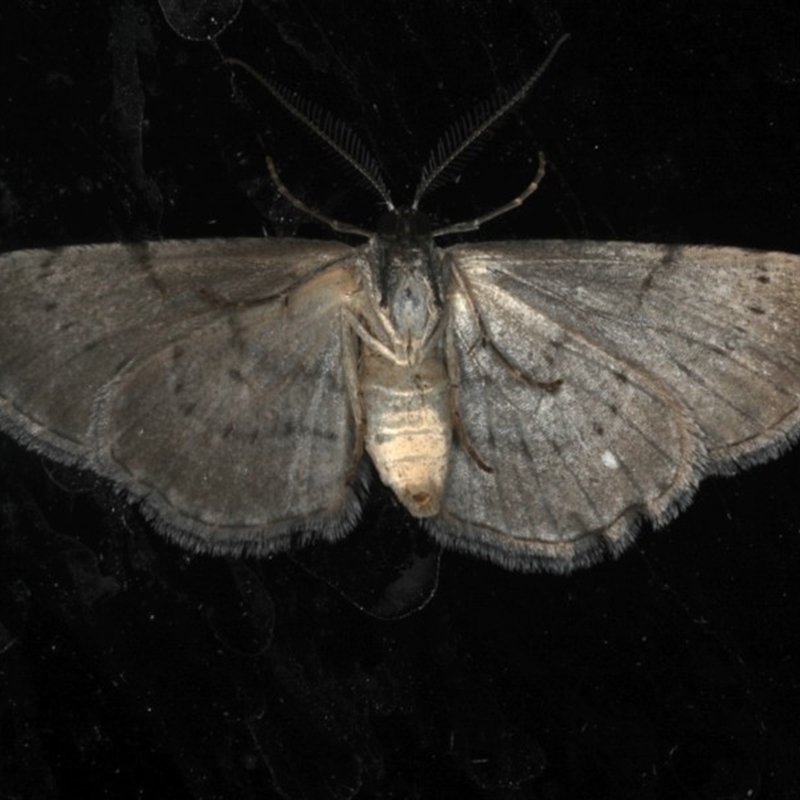 Phelotis cognata