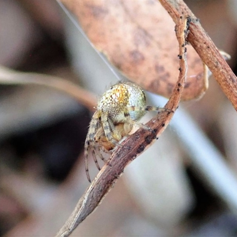 Araneus albotriangulus