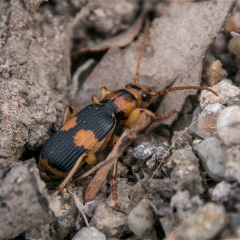 Pheropsophus verticalis