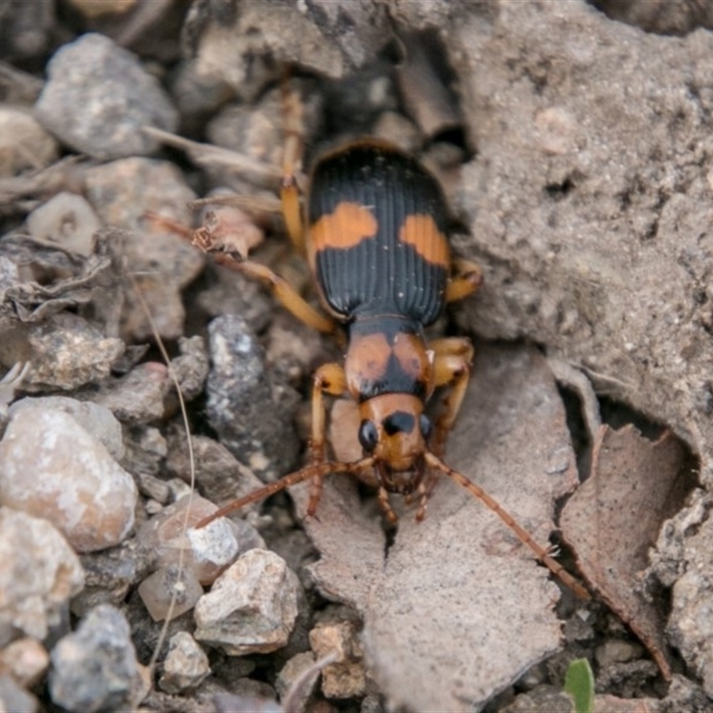 Pheropsophus verticalis