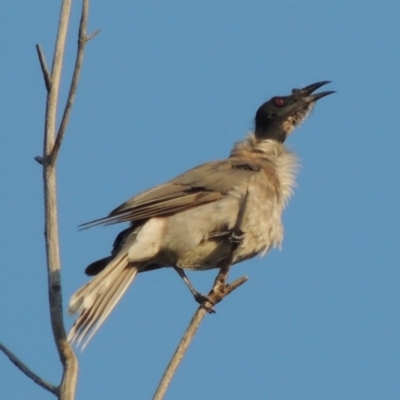 Philemon corniculatus