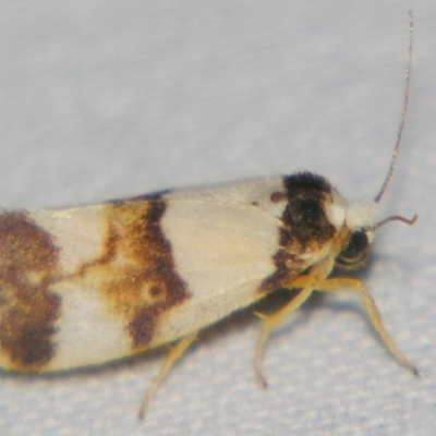 Philenora aspectalella