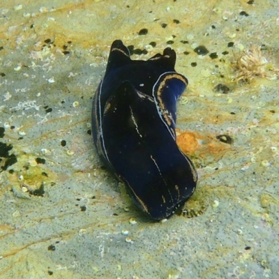 Philinopsis speciosa