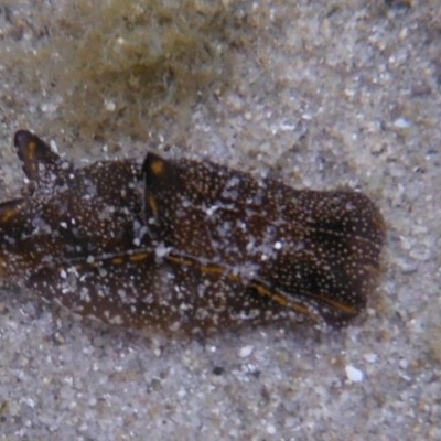 Philinopsis taronga