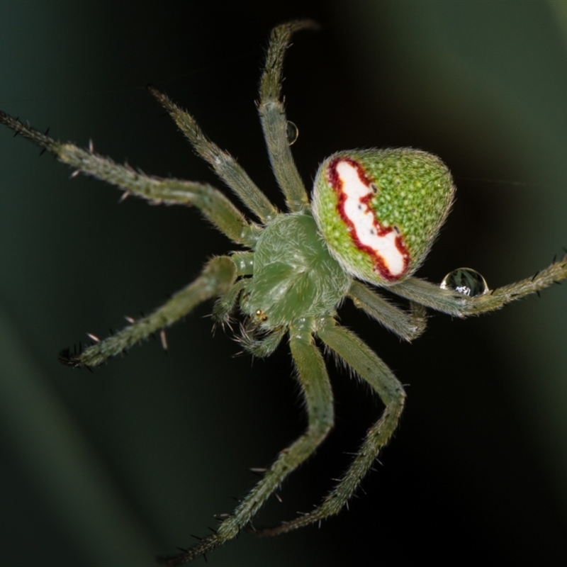 Araneus circulissparsus (species group)