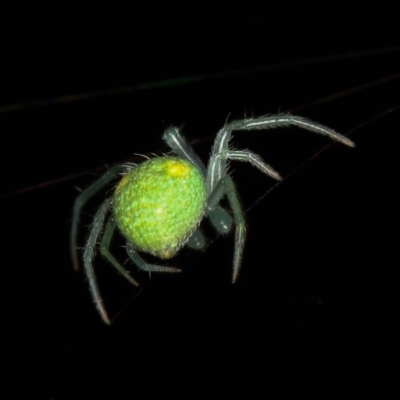 Araneus circulissparsus (species group)