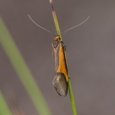 Philobota arabella