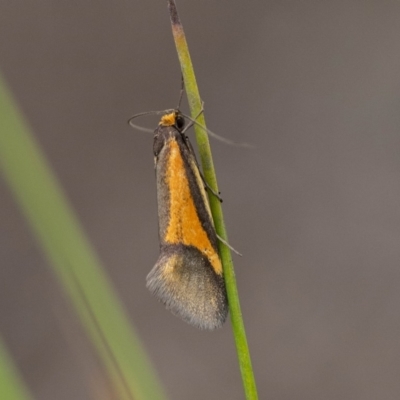 Kerri-Lee Harris, Nadgee Nature Reserve - mating pair