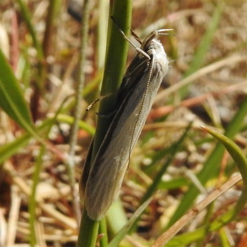 Female