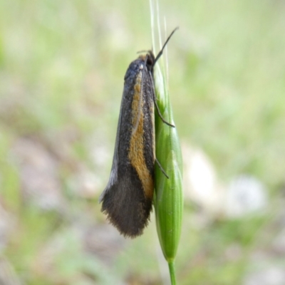 Philobota chrysopotama