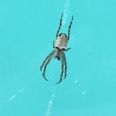 Araneus dimidiatus