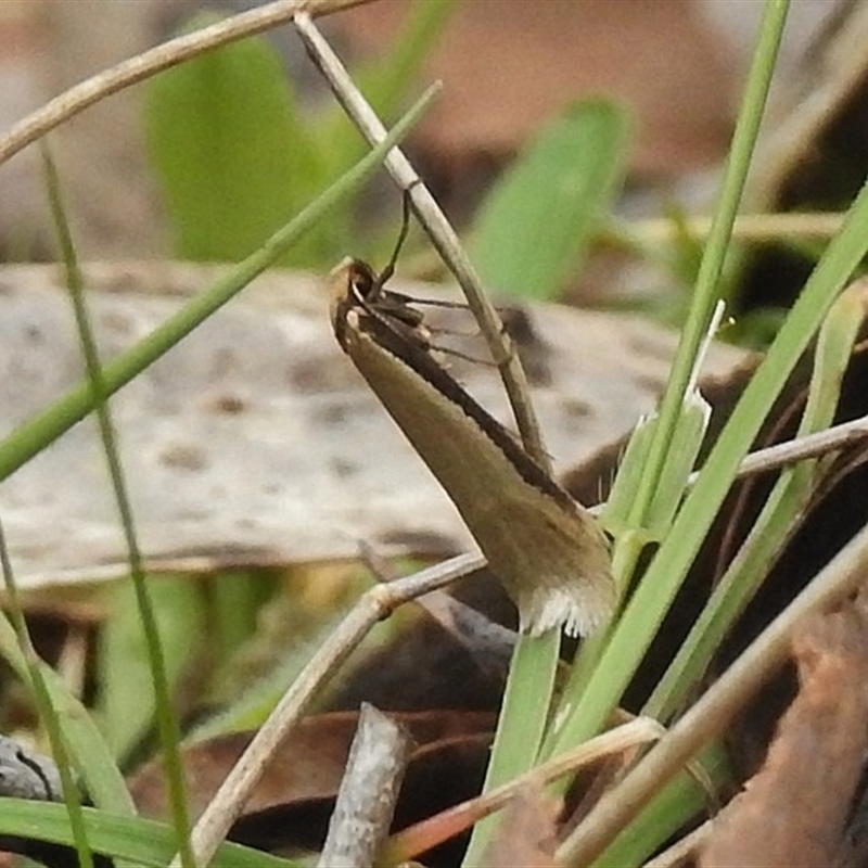 Philobota mathematica group undescribed species.